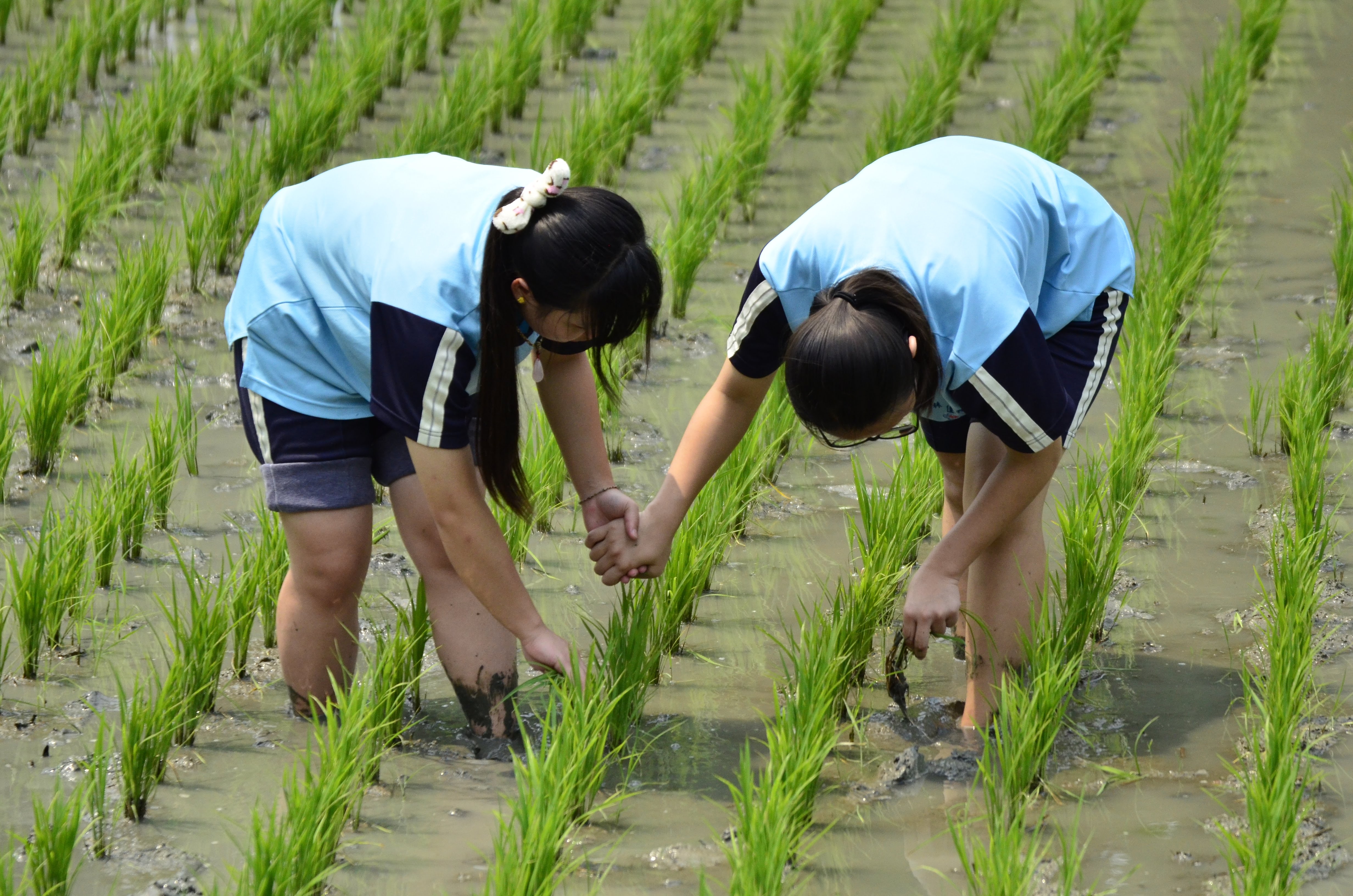 鋤草體驗